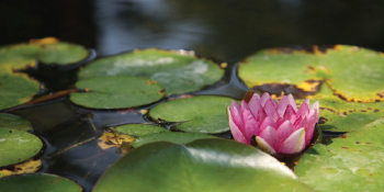 pond koi lily plants water garden heal health
