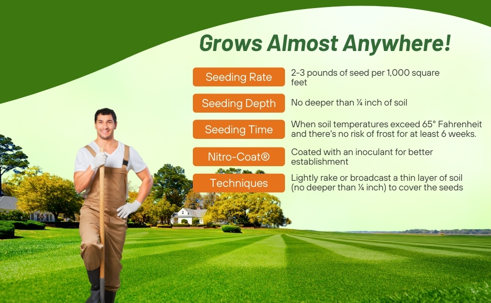 Oasis Bermuda Grass Seed Seed Rate &amp;amp; Planting Time