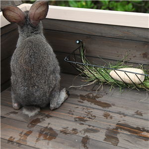 rabbit house