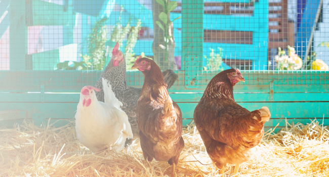 poultry