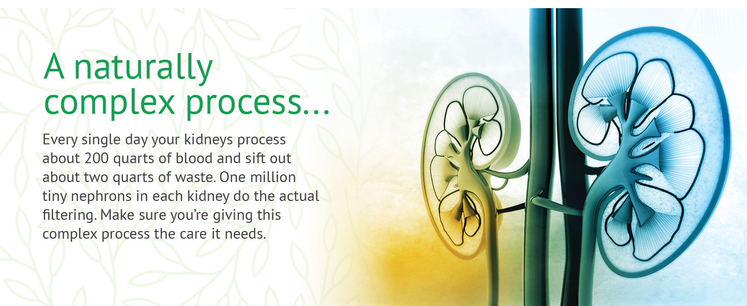 Your kidneys process, filter and sift through waste in the blood