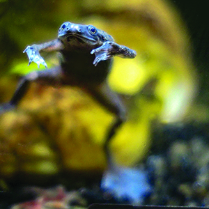 African Dwarf Frogs API brand