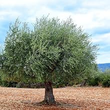 greek extra virgin olive oil raw organic kouzini sparta greece