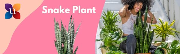 girl laughing in front of a snake plant