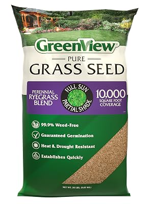 Perennial ryegrass