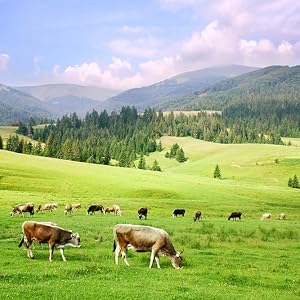 New Zealand Beef Tallow