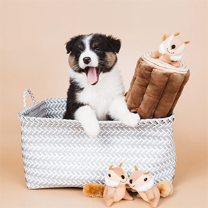 Studio image of puppy with burrow toy