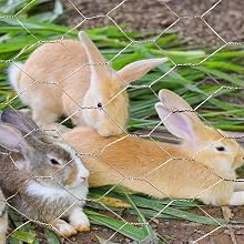 Gal 2inch 300x300 rabbit