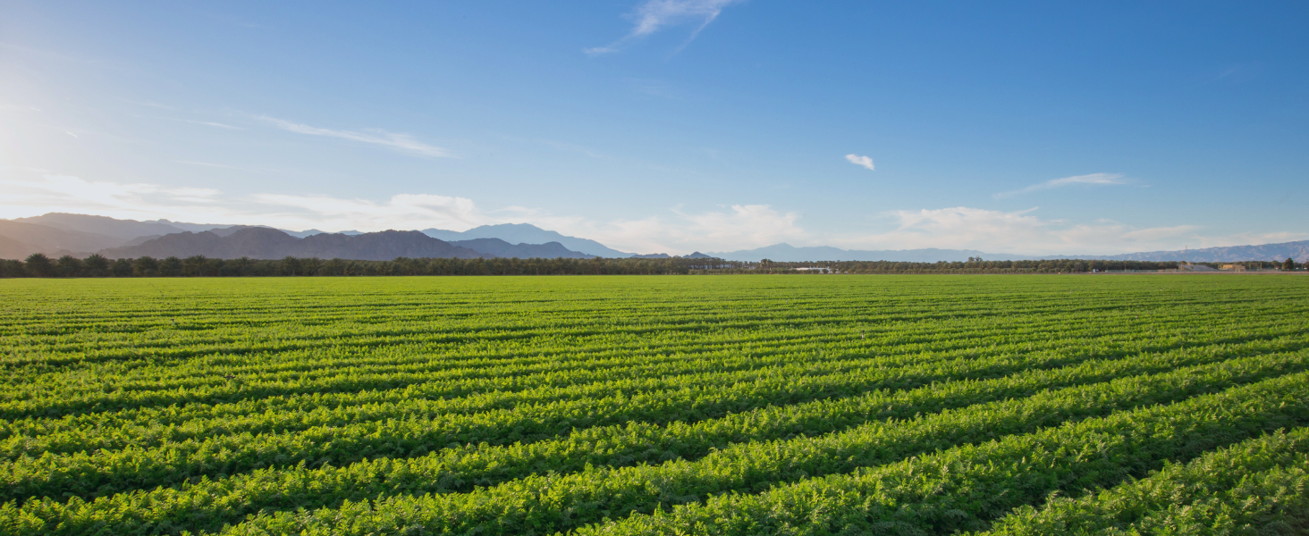 field