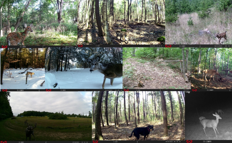deer camera