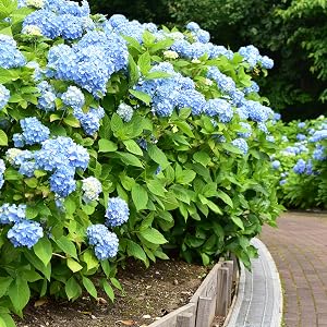 Blue Penny Mac Hydrangea