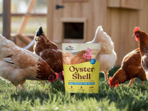 chicken calcium chicken enrichment poultry chicken supplements homesteading supplies chicken vitamin