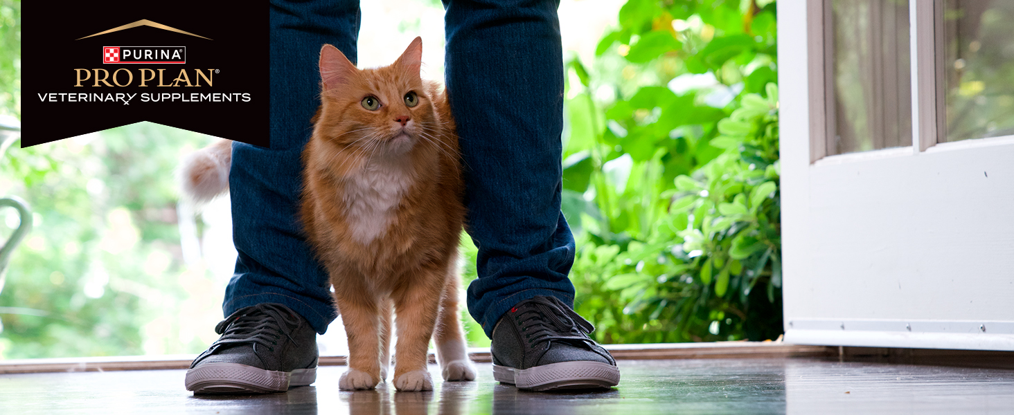 Forita flora cat between owners legs