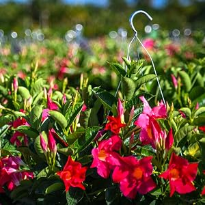 coral dipladenia hanging basket