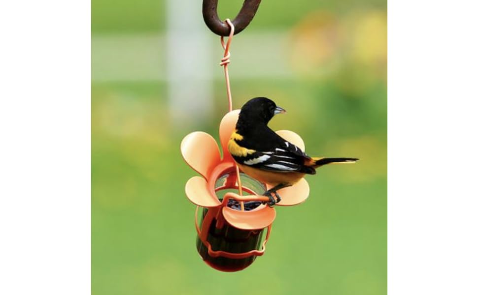 jam and jelly feeder with oriole