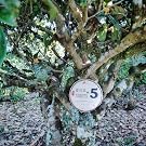 old teatree