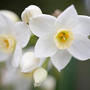 Sparkling White Diamonds Narcissus