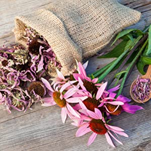 Echinacea