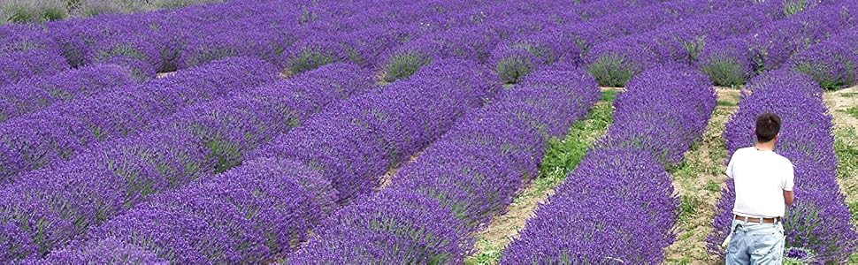 Lavender Fields