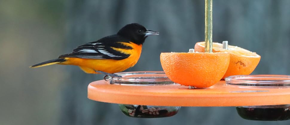 Orange feeder with baltimore oriole