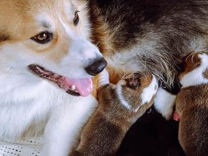 Lactating dog nursing puppies / Perra lactante amamantando cachorros, símbolo de nutrición
