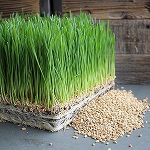 Handy Pantry Organic Wheatgrass Seeds | For Wheat Grass, Cat Grass, Food Storage