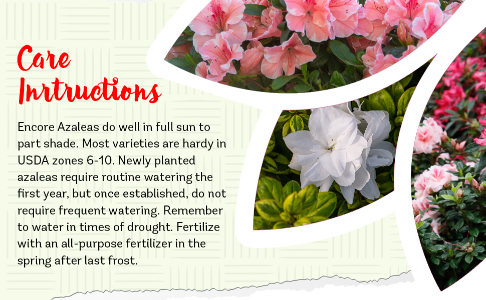 Plants by Mail Encore Azalea bush rhododendron blooming flowering shrub plant pot