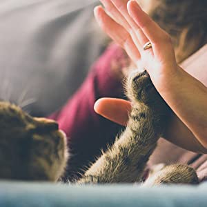 high five kitty cat fence