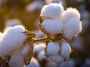 100% Natural Cotton