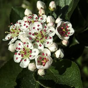 Aronia Flowers