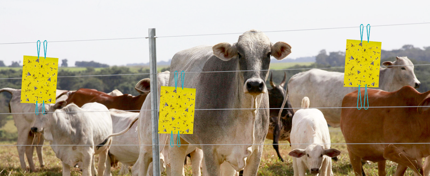 yellow sticky traps