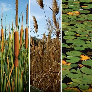 diffuser frogs starter logic aquashade removal api airmax cattail shade pods easy pure colorant dog