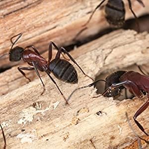carpenter ants, termites, kill carpenter ants, TERRO, insect control