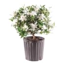 gardenia