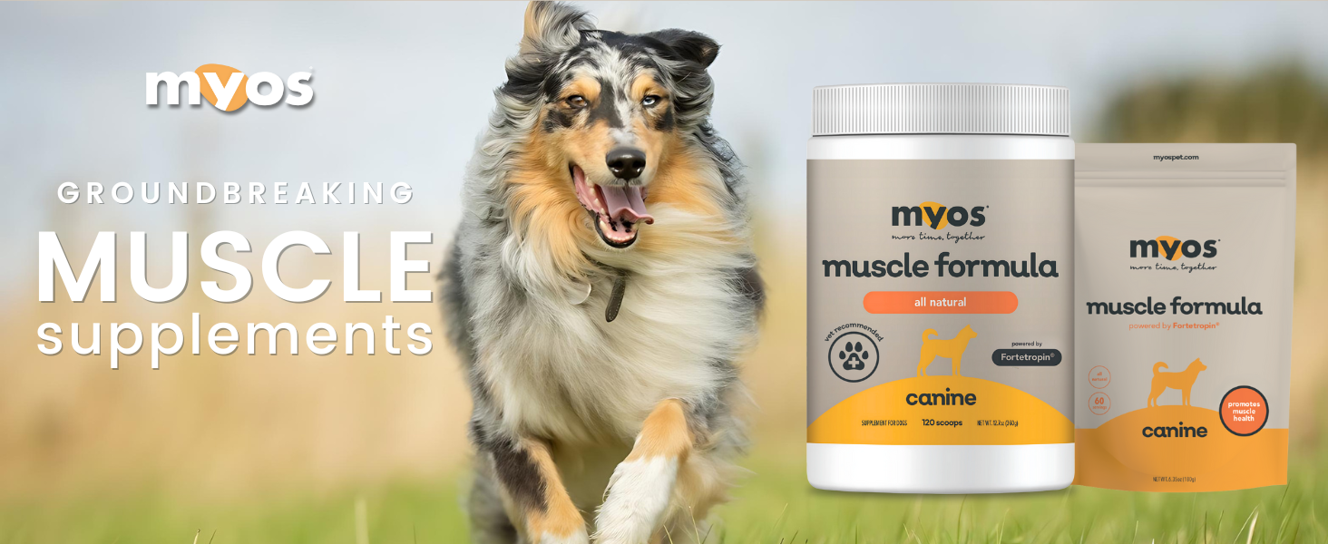 shepherd running with myos canine muscle formula