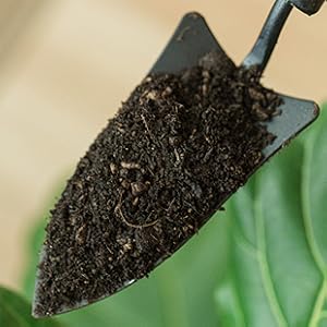 fiddle fig soil