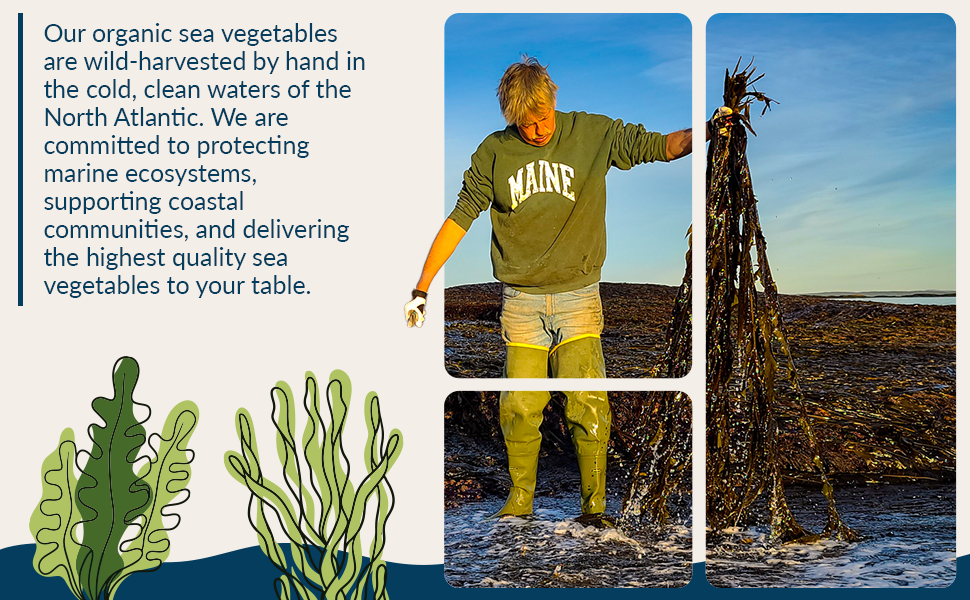 Maine Coast Sea Vegetables