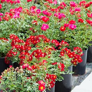 red drift rose