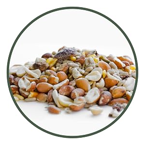 lyric, bird seed, bird food, lyric bird seed, wild bird seed, woodpecker food, woodpecker feeder
