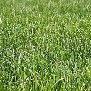 tall fescue