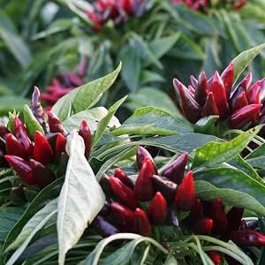 calabrianb chili on stem
