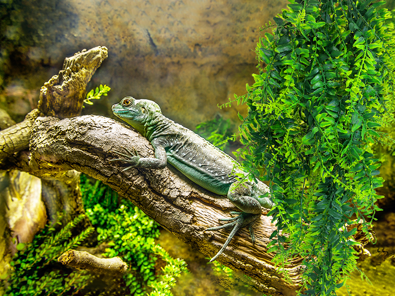 Reptile decorations