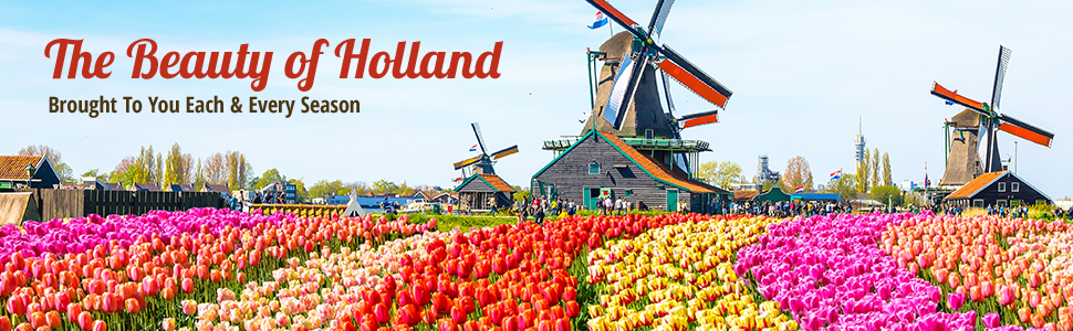 Beauty of Holland Flower Bulbs