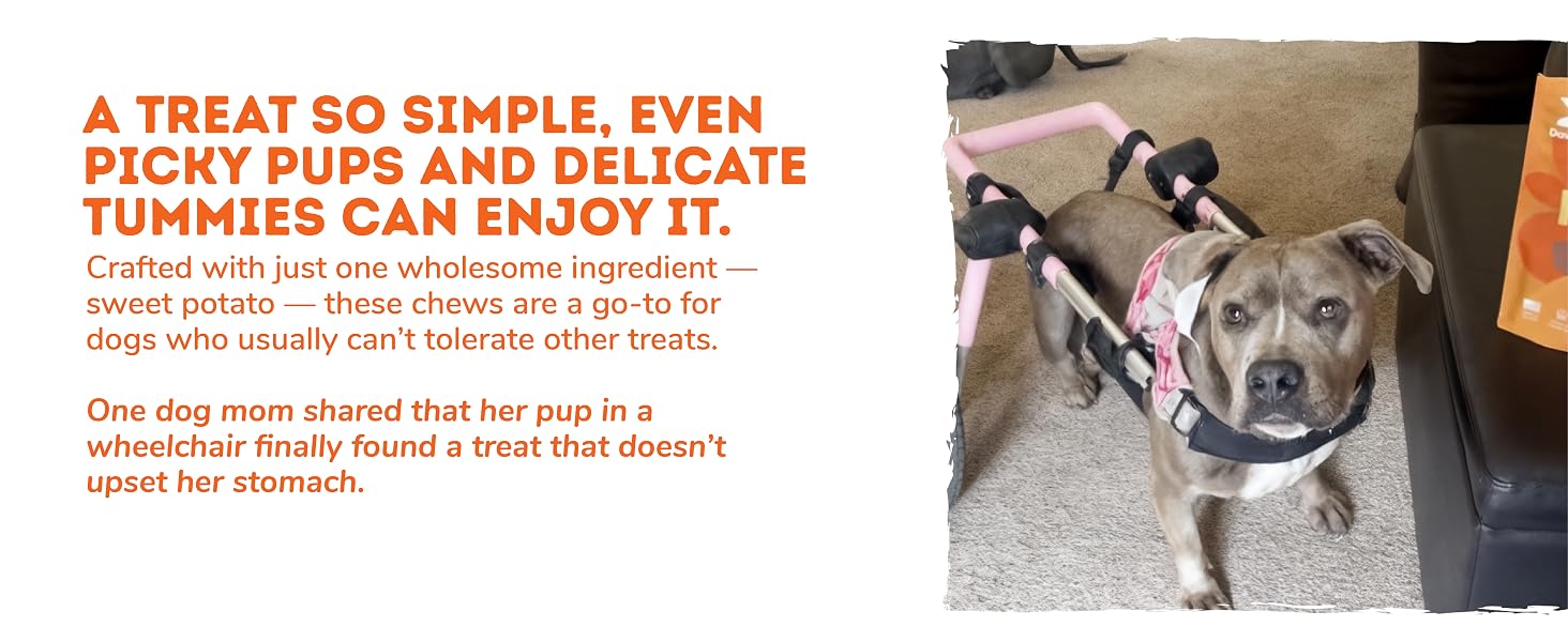 Dog enjoying gentle sweet potato treat for sensitive stomachs, made with one wholesome ingredient