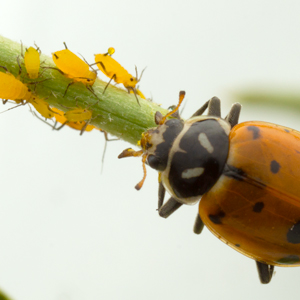 Target pests naturally without harming plants