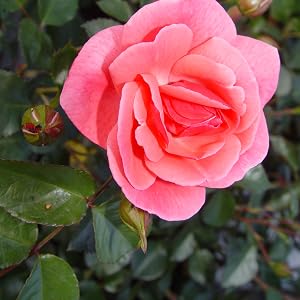 pink;rose;flowers