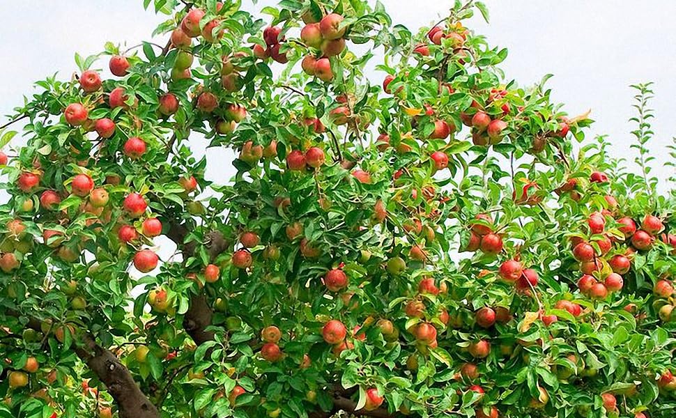 fuji apple tree das farms