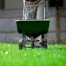 Grass, grass seed, seed, perennial ryegrass, perennial ryegrass seed, lawn, lawn seed, greenview
