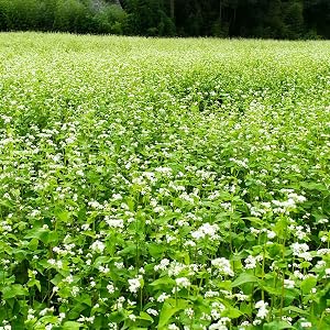Iceberg - Crisphead Lettuce Garden Seeds