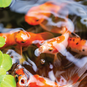 Beautiful koi in pond of clear water